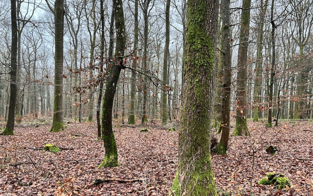 Wie ein Baum